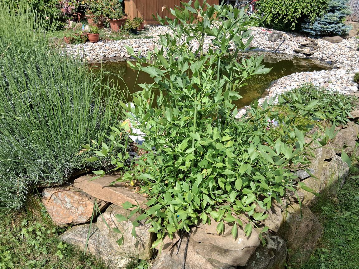 Libeček (Levisticum officinale)