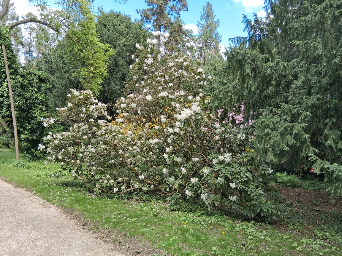 Zámecký park Buchlovice 