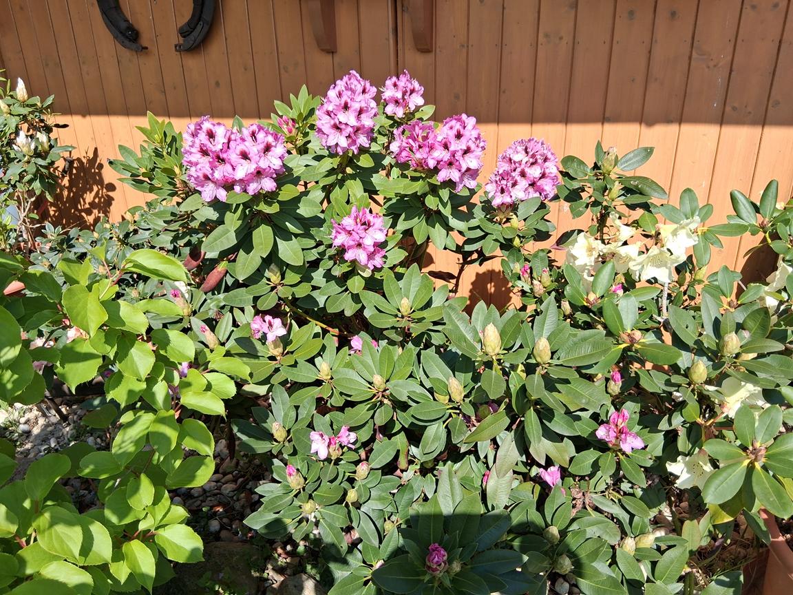Rododendrony Buchlovice