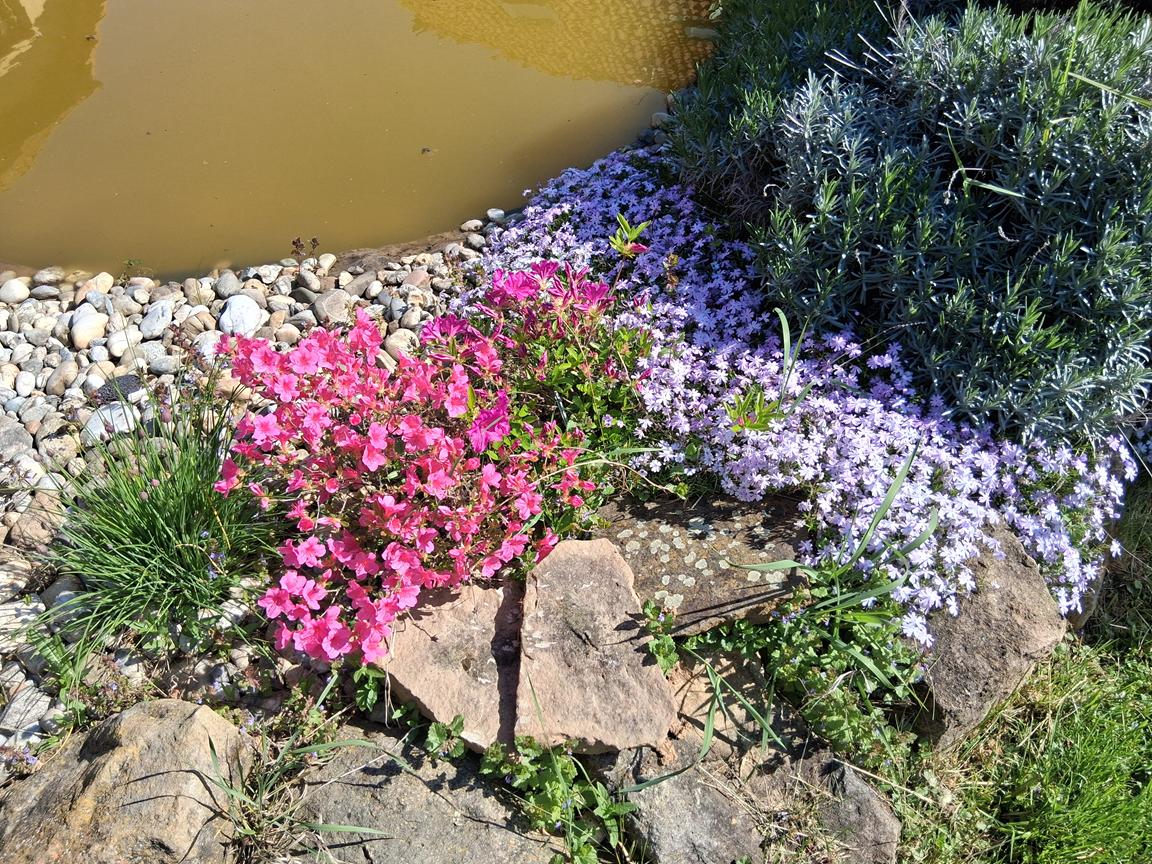 Rododendrony Buchlovice